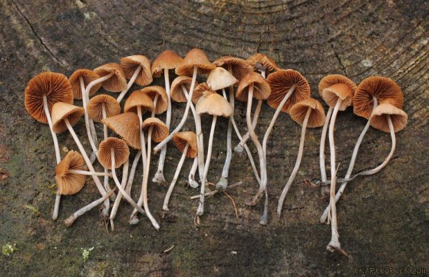 conocybe cyanpus